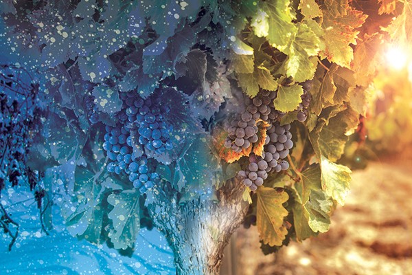1604_wine101