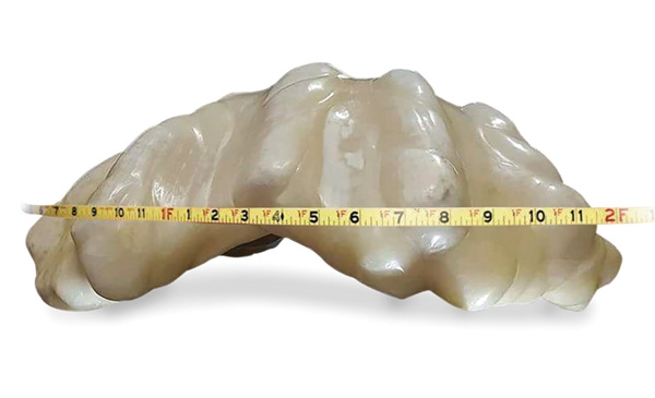 This undated handout photo released on August 23, 2016 by the Puerto Princessa Tourism Office shows a 34-kilogramme (75-pound) pearl on a weighing scale in Puerto Princesa City in southern island of Palawan.  A poor Philippine fisherman found what is thought to be the world's largest pearl, but hid it under his bed for a decade without knowing its worth, local authorities said. / AFP PHOTO / TOURISM OFFICE / Handout / RESTRICTED TO EDITORIAL USE - MANDATORY CREDIT "AFP PHOTO / PUERTO PRINCESA TOURISM OFFICE" - NO MARKETING NO ADVERTISING CAMPAIGNS - DISTRIBUTED AS A SERVICE TO CLIENTS == NO ARCHIVE