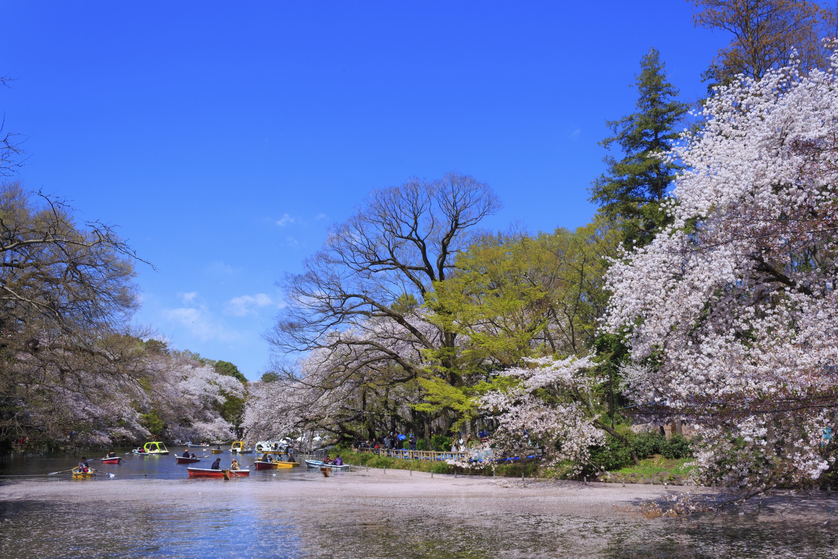 Cherry blossoms river in Tokyo