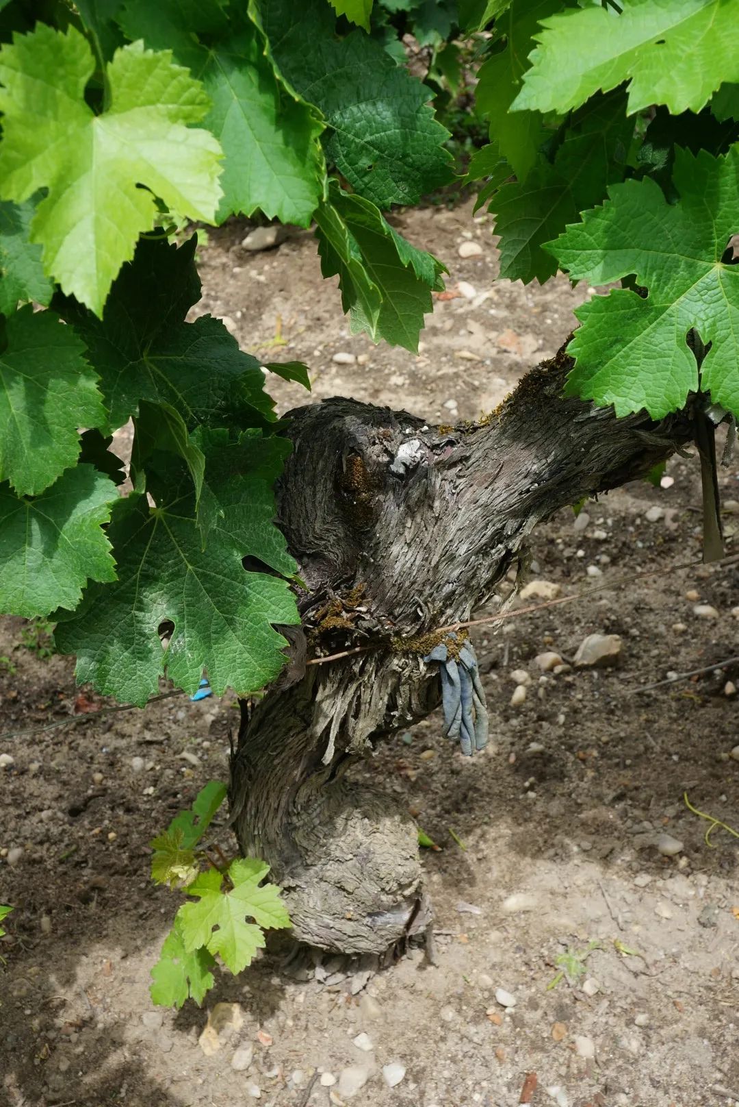 image016